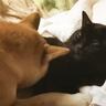 寝ようとしていた黒猫に、柴犬が…まさかの激しすぎる愛情表現で『全然寝れない光景』に爆笑「食べちゃいそうｗ」「愛が重いｗ」と31万再生