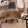 落ちそうなところを『ギリギリで耐えていた猫』に、同居猫が…ツボりすぎ注意な光景が96万再生「どう見ても崖っぷちなのにｗ」「無慈悲ｗ」