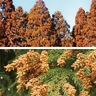 25年春の飛散量予測　スギ花粉「例年より多め」