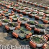 東急建設（株）　紙おむつ培養土