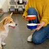 犬に買ってはいけない『食器』がある？5つの特徴と愛犬に合ったものを選ぶコツとは？