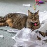 猫が『ティッシュ』で遊びたがるのはなぜ？2つの理由と、やめさせたいときの対処法