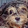 犬の多頭飼育崩壊でレスキュー→1匹が赤ちゃんを産んで…まさかの『家族としてお迎えする軌跡』に「胸が締め付けられる」「幸せに」の声