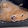 爆睡している大型犬に『お姉ちゃんが来るよ』と伝えた結果…２ヶ月ぶりの再会で見せた『尊すぎる光景』が７万再生「嬉しさ爆発」「変な声ｗ」