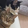 15歳と1歳の猫、『おもちゃへの反応の違い』を見てみたら…想像以上の『差』に爆笑する人が続出「貫禄あるｗ」「目に覇気がないの可愛い」