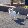 3日会っていない犬の『目の前を通り過ぎてみた』結果→確信が持てずに…まさかの反応と『気付いた瞬間の行動』が197万再生「たまらん…」