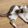 完全室内飼育の猫でも油断大敵！愛猫に『寄生虫予防』が必要な4つのワケ
