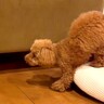 弟犬がお兄ちゃん犬に襲いかかったら…『優しすぎる対応と結末』に爆笑の声「戦闘ポーズｗ」「大人の対応で草」「声出して笑った」と51万再生