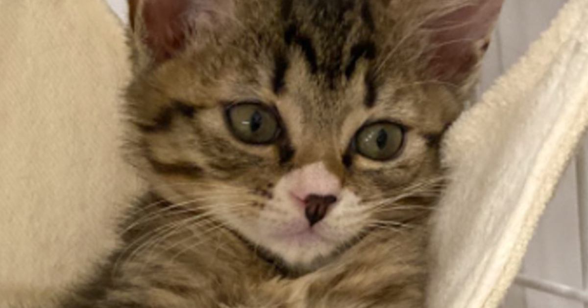 Tinaちゃんの　猫のハンモック
ラック用ハンドメイド 楽天市場】【楽天1位】猫 ハンモック ベッド 猫ハンモック 窓用