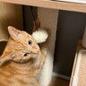 実は猫たちが見せている『わかりづらい愛情表現』4選　正しく理解できたら満点飼い主！