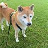 年齢より若く見える柴犬マロたん　一気に老け込むその瞬間とは？