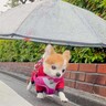 雨の日にお散歩をする小型犬→思わず二度見してしまう『あまりにも愛おしい工夫』に25万いいねの反響「素敵」「過保護なんかじゃない」と絶賛