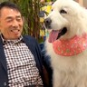 超大型犬たちが『2週間ぶりにお父さんと再会した』結果…『あまりにも嬉しそうな姿』が尊すぎると68万再生「ウルウルした」「神回」と感動