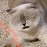 猫じゃらしを捕まえられない猫→原因を探るべく『スロー撮影』したら…判明した"まさかの事実"が910万表示「陸のサメ」「ツボったｗ」