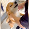 犬が『入院した家族と10日ぶりに会った』結果…予想を超える『尊い反応』に悶絶「喜び方すごい」「おかえりってするの可愛すぎ」と39万再生