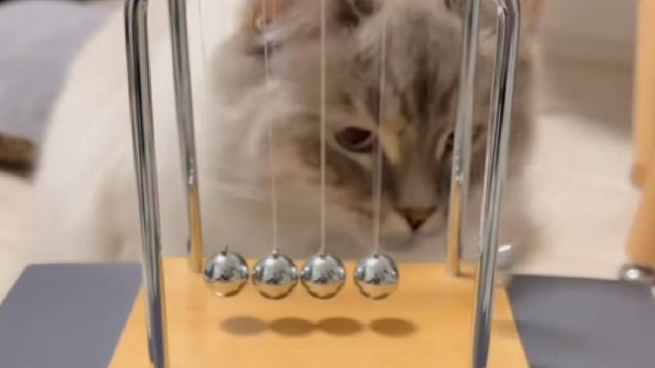 Amazon.co.jp: ほわほわこねこ ラブリー・キャット [DVD