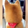 犬が『ブルーシート』を見つけた結果…なぜか『不審者と勘違い』する姿が面白かわいいと16万再生「番犬にはなれないねｗ」「後頭部が尊い」