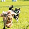 犬とドッグランを楽しむための5つのポイント　マナーを守って安全に