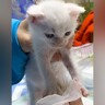 “イヤイヤ”しながら体を拭かれていた赤ちゃん猫→成長した結果…あまりにも『激変した様子』が54万再生「鳴き声かわいすぎ」「愛しい」