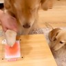 3匹の犬たちの『肉球スタンプ』を作った結果→個性があふれる微笑ましい光景が10万再生「最高に可愛すぎる…」「記念にいいですね」と絶賛の声