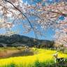 【桜×菜の花のコラボ🌸】春限定！まるで芸術作品のような風景♪