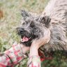 犬のモチベーションを上げる『褒め方』4選　愛犬の意欲を高めるポイントや注意点まで