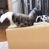 『穴の空いたダンボール』を用意したら、吸い込まれていった猫→まさかの瞬間が面白すぎると124万再生「不満げな顔ｗ」「激おこｗ」