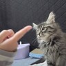 山奥で保護した子猫とパパがお留守番した結果…かわいすぎるやり取りの様子が11万再生「デレンデレンｗ」「たまらん可愛さ」の声