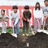 上瀬谷小児童　海軍道路の桜“2世”植樹　接ぎ木し、２年かけ生育