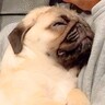 子どもがいない夫婦が『犬を我が子のように育てた』結果…1年後『人間のようになった光景』が19万再生「おじさんかな？ｗ」「愛されてる証拠」