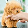 生まれて114日しか経っていない『極小子犬』→初めてのトリミングで…破壊力が高すぎる『尊い姿』が3万再生「可愛い」「癒された」と悶絶の声
