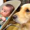 赤ちゃんが『離乳食』を食べていたら犬が…まさかの『完全に自分の分だと思っている姿』が15万再生「狙ってて可愛いｗ」「平和すぎ」と絶賛