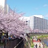 戸塚区　桜並木の思い出を募集　地元歌手が楽曲制作