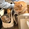 『引っ越し歴5回の兄猫と2回目の弟猫』反応の違いを見てみると…想像以上の差がすごいと６万再生「先輩はさすがだね」「探検する姿が可愛い」