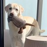 ベランダでぬいぐるみを見つけた大型犬→取って戻ってくるかと思いきや…まさかの『部屋に戻れない理由』が123万再生「空間認知能力ｗ」