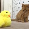 子猫に『動くアヒルのおもちゃ』を見せてみたら…思わずニヤける『可愛い反応』が2万4000再生「悶絶した」「おもしろすぎるｗ」