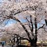 山梨県のタクシーで「花見の名所に連れて行って」と言った結果