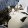 もちもちボディでほかの猫から大人気！