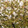 5月に咲く“最後の桜”ミネザクラ　標高1600mで春に出会う【福島県福島市】