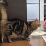 クールな弟猫！
