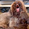 赤ちゃん犬が家にやってきた→知らんぷりだった先輩犬が…お兄ちゃんになるまでの物語と『現在の2匹の様子』が39万再生「泣ける」と感動