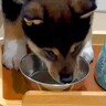 生後69日の赤ちゃん犬→水を飲みやすいように台を用意したのに…『逆なんだよなぁ』想定外な光景に「笑ったｗ」と29万再生