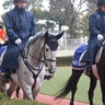 レースを支える馬「誘導馬」とは何か！？