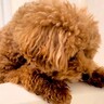 お風呂までついてきた犬に『一緒に入る？』と伝えると…思った以上に『シャワーを愛しすぎている光景』が12万再生「違う生き物かなｗ」と絶賛
