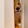 洗面所で準備をしていたら、犬が…まさかの『切なすぎる開けてアピール』が36万再生「声が…」「抱きしめたくなる」「胸が痛い」と反響