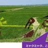 佐渡市で「朱鷺と暮らす郷