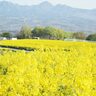 群馬県高崎市の鼻高展望花の丘で「菜の花祭り」開催【4月20日～5月12日】