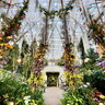 【百花繚蘭】世界中の蘭の花が集まる巨大温室の特別展はライトアップも見ごたえあり！【兵庫県淡路市】