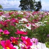 秋の馬見丘陵公園はダリア、コスモス、コキアがおでむかえ！花とマルシェが楽しめる！【奈良の秋の花2024】