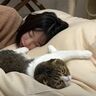 起こさないようにそっと…「お疲れモード」のママさんの隣で添い寝する猫がうらやましくなる